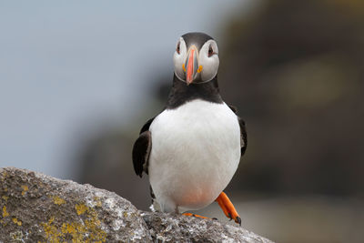 Close-up of bird perching on rock