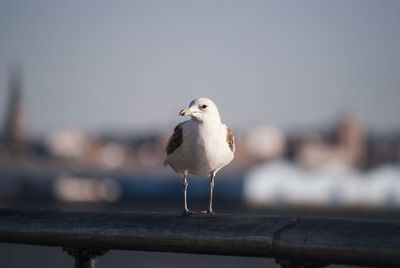 Close-up of seagull perching on railing against sky