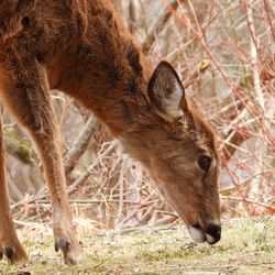 Deer grazing in a field