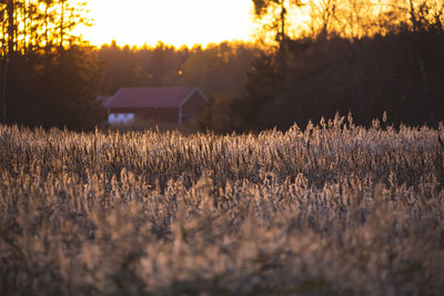 Scenic view of field against sky during sunset