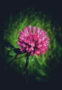 Close-up of flower blooming outdoors