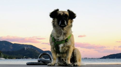 Portrait of dog sitting by sea against sky during sunset