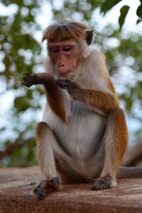 Monkey at sigiriya rock. sri lanka
