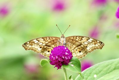 Close-up of butterfly pollinating on flower - junonia atlites