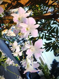 Close-up of white cherry blossom tree