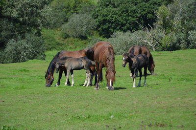 Horses grazing in a field