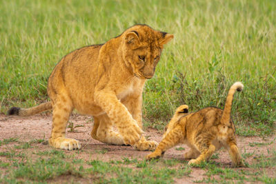 Two lion cubs play with each other