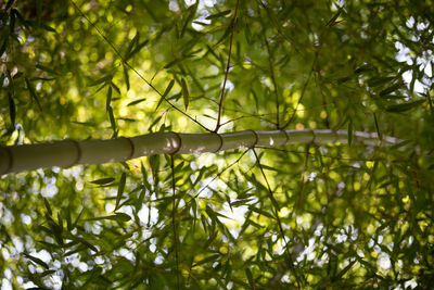 Close-up of leaves on tree