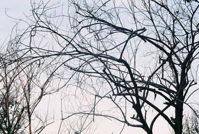 Low angle view of bare trees against sky