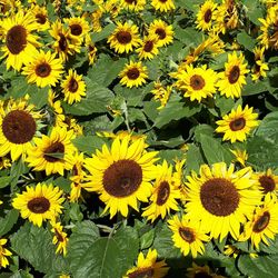 High angle view of sunflowers on field