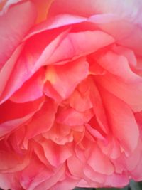 Close-up of pink rose