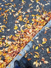 Low section of person standing on yellow maple leaves