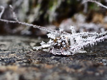 Close-up of snow on leaf during winter