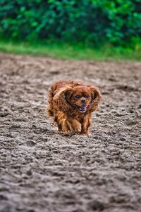 Portrait of a dog on the road