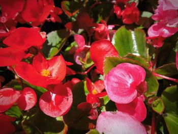 Close-up of red flowering plant