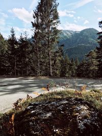 Plants growing on land by mountains against sky