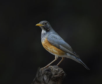 Close-up of bird