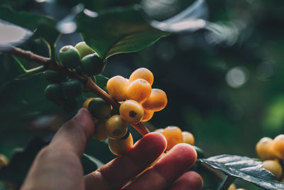 Close-up of hand holding berries