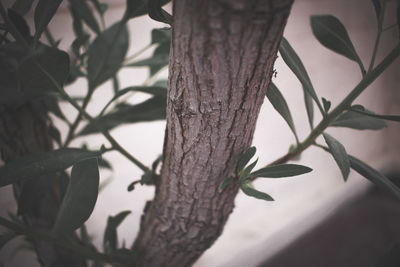 Close-up of tree trunk against sky