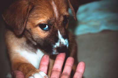 Close-up of hand holding puppy