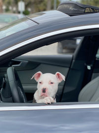 Close-up of dog in car