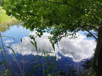 Scenic view of lake by trees