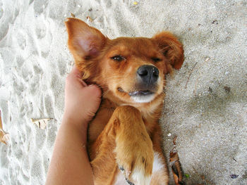 Hand stroking red colored stray dog on the beach