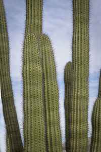 Low angle view of cactus plant against sky