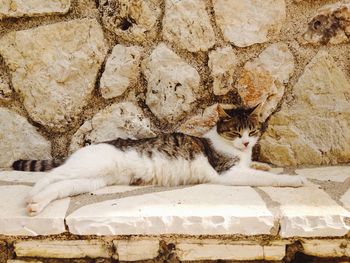 Cat relaxing against wall