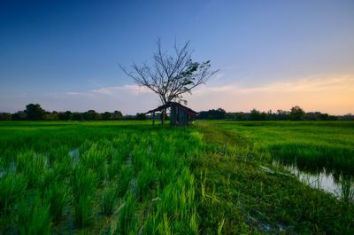 Scenic view of agricultural field against sky