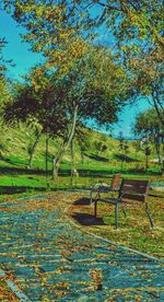 Trees in park against sky