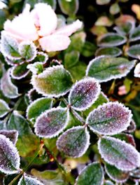 Close-up of plant