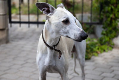 Close-up of a dog looking away