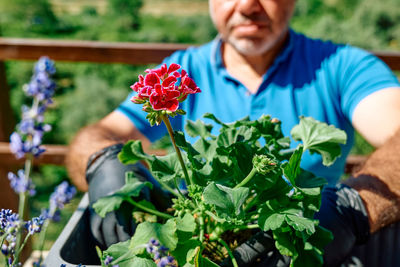 Gardening activity at home. defocused man replanting geraniums in flower pot on sunny balcony.