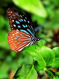 Close-up of butterfly on leaf