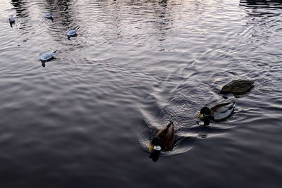 High angle view of seagulls on lake