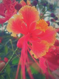 Close-up of red flowers