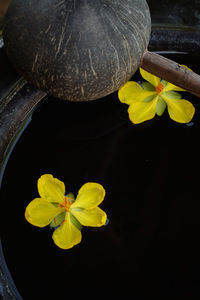 Close-up of yellow hibiscus blooming outdoors