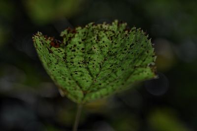 Close-up of plant in forest