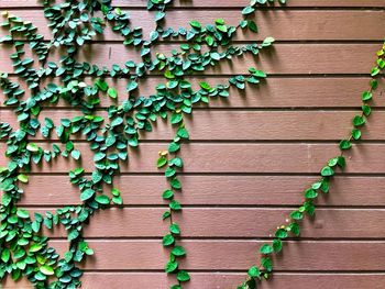 Close-up of ivy on wall