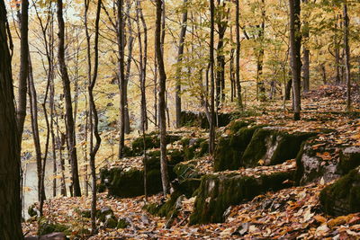 View of trees in the forest