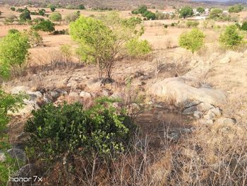 View of an animal on land