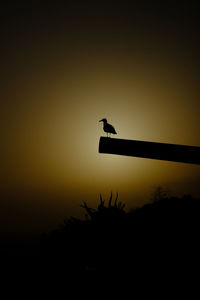 Silhouette bird perching on a orange sky