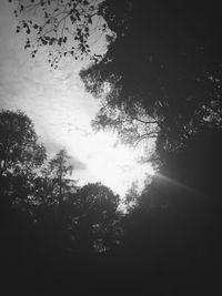 Low angle view of trees against sky