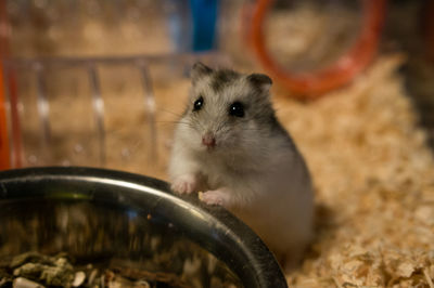 Close-up of hamster standing by bowl