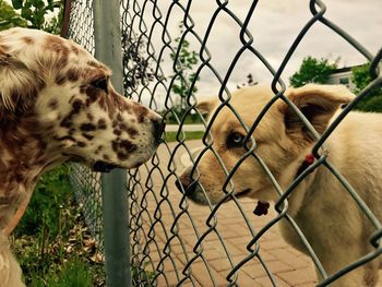 Close-up of dogs by chainlink fence