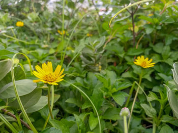 Close-up of yellow flowering plants on field