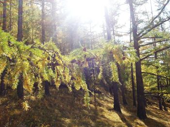 Sun shining through trees