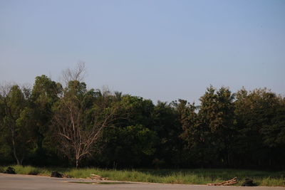 Trees on field against sky