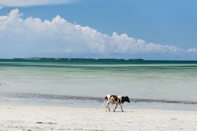 Cow running on beach against sky